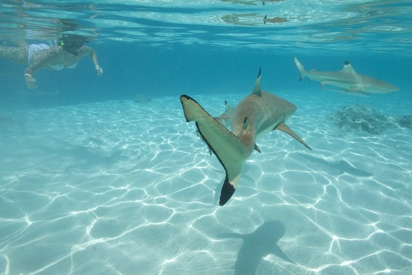 snorkeling avec les requins à Tahaa